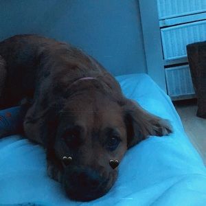 Meet your Posher, Constance